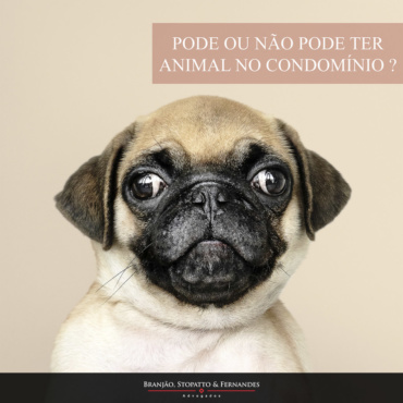 Pode ou não pode ter animal no condomínio ?